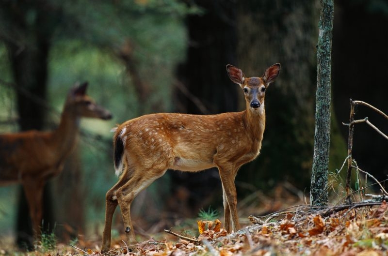 Outdoors Appalachia: Poison hemlock & CWD warnings