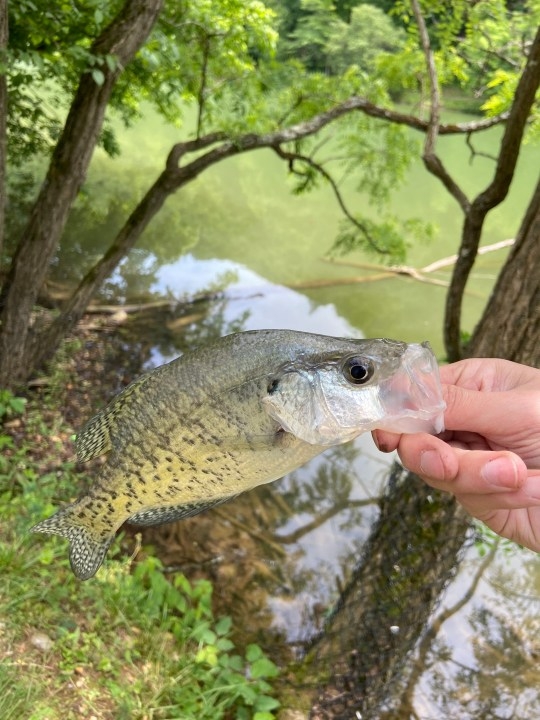 Tennessee & Virginia announce free fishing days