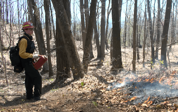 TDEC, Bays Mtn. Park perform prescribed burn to negate future forest fires
