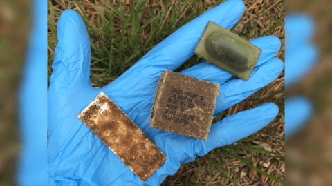 USDA to distribute rabies vaccine for wildlife in Tennessee, Virginia