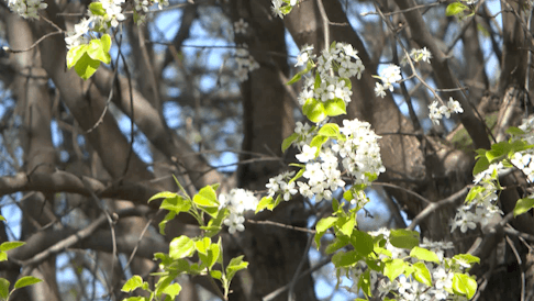 Resolution to conduct study on Bradford pear trees passes TN House