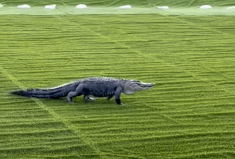 Alligator makes surprise visit to Mississippi Phosphate site