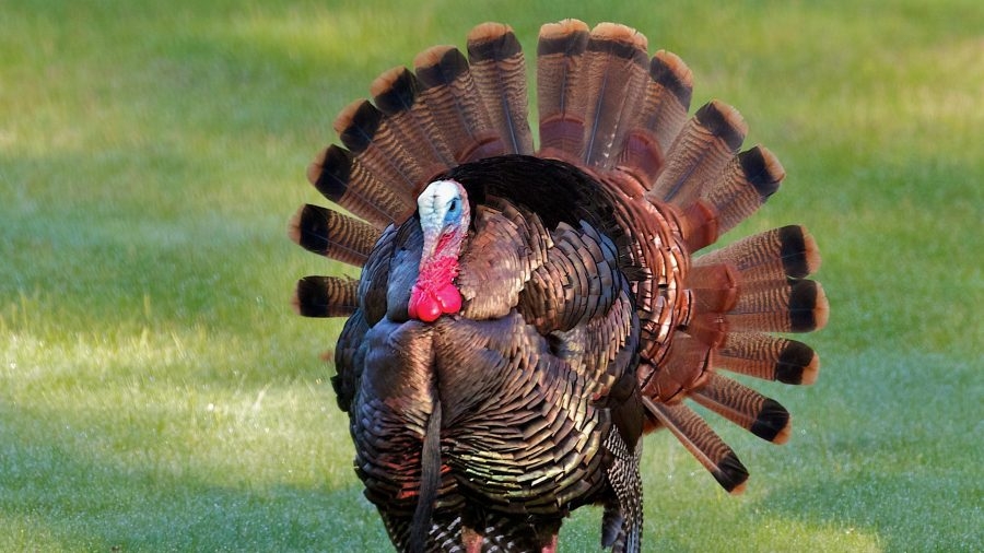 Applications will soon open for 2025 Mississippi Spring Turkey Hunts