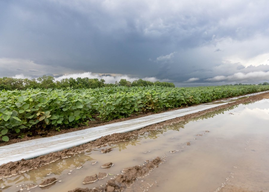 Mississippi's crops struggle with rainfall challenges