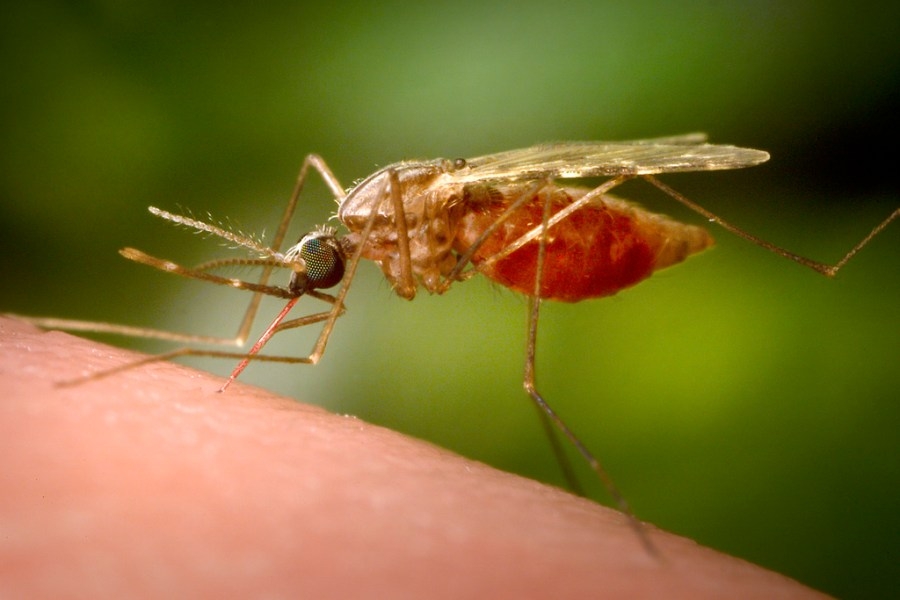 Mississippi reports first West Nile case of 2025 season