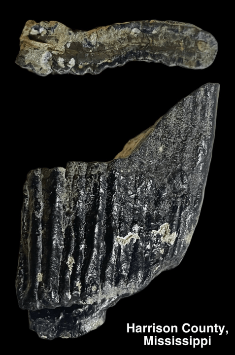 Columbian mammoth fossil found on Mississippi Coast