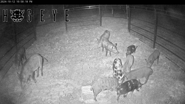 How to apply for Wild Hog Control Program in Mississippi