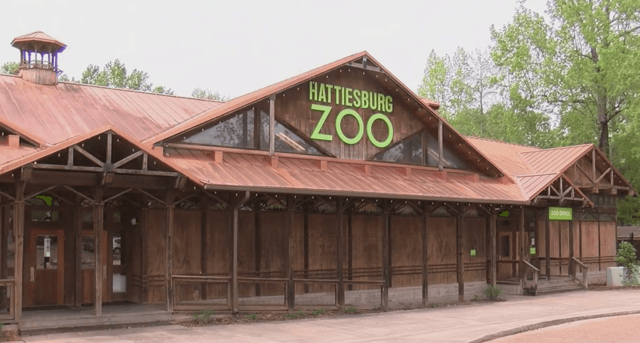 Hattiesburg Zoo adds new residents: A skunk and a kinkajou