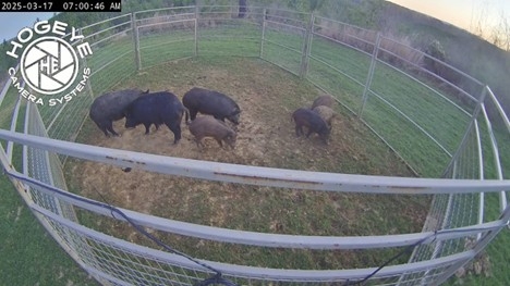 Mississippi opens wild hog control applications May 15