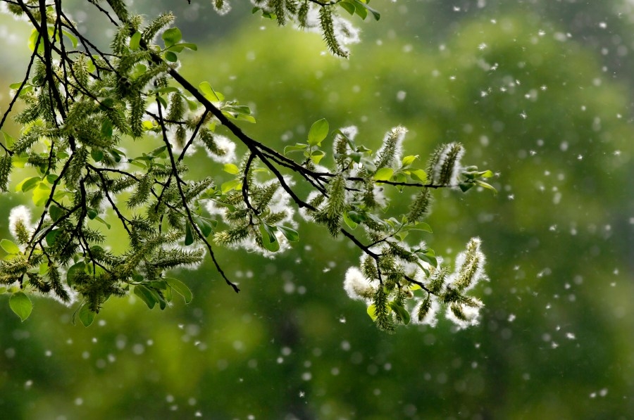Pollen level in Jackson better than most metros: report