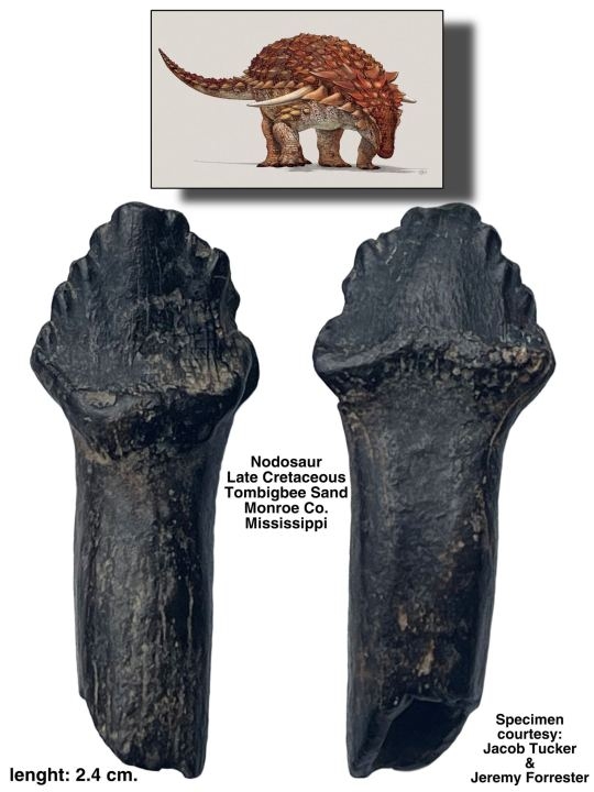 Scientists identify dinosaur tooth found in Mississippi