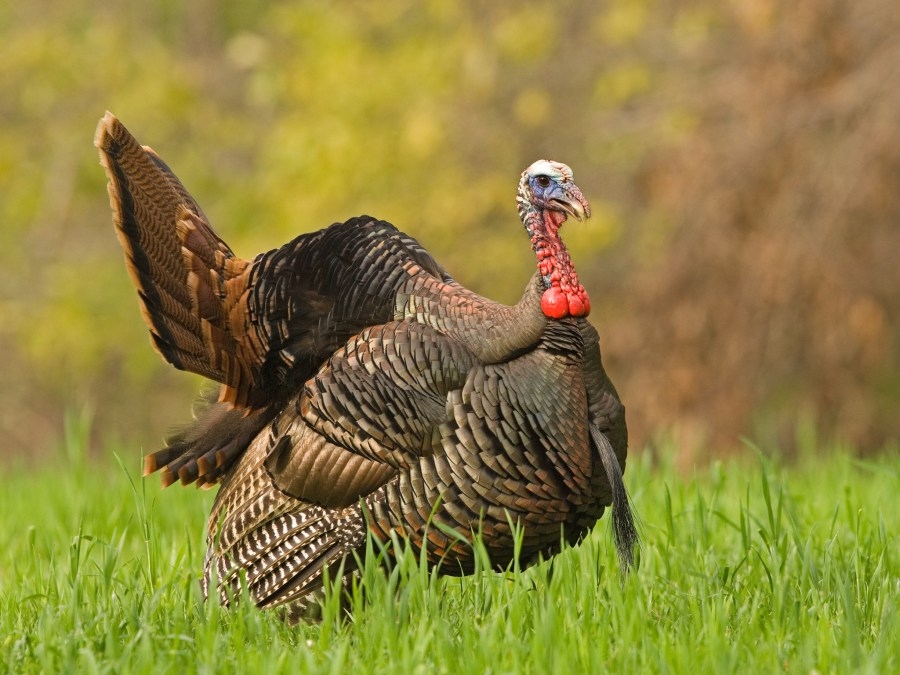 Mississippi invites artists for Wild Turkey Stamp artwork