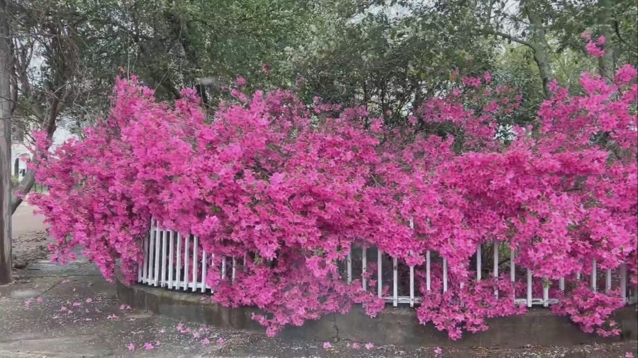 Natchez flowers add vibrant colors to Spring Pilgrimage