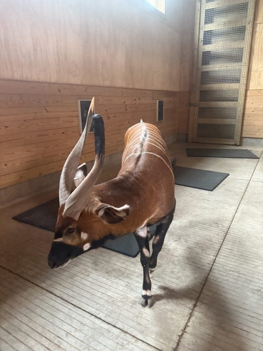 Hattiesburg Zoo's Eastern Bongo has successful horn surgery