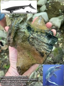 Fossil of mosasaur vertebra discovered in Mississippi