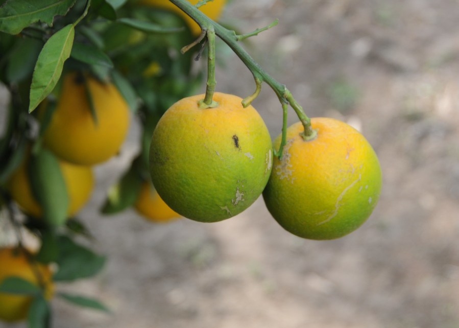 Citrus greening disease found in Mississippi, quarantine set