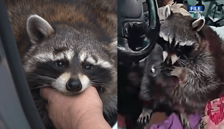 Owner of raccoon found with meth pipes vows she won't surrender him