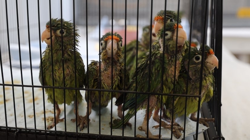 Protected parakeets found in man's boots, wrapped in pantyhose