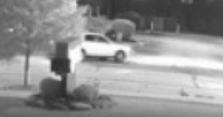 2 arrested in latest Parma flamingo theft