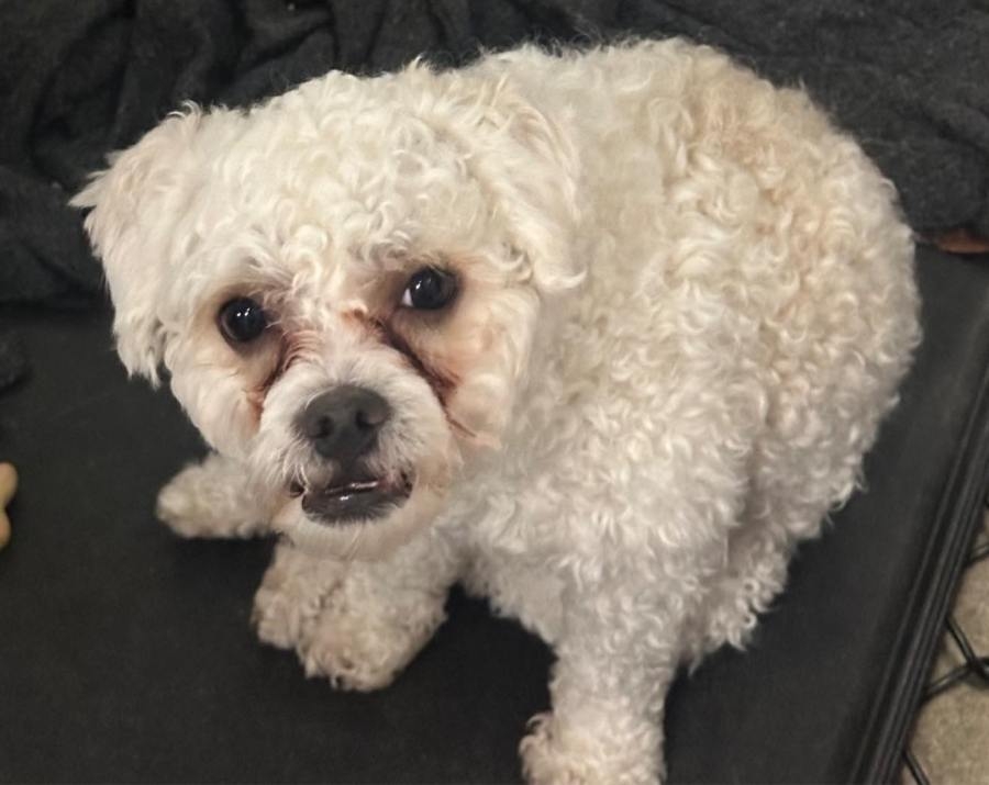 Police beg owners to come get lost ‘Bitey' dog ‘like, now' in viral post