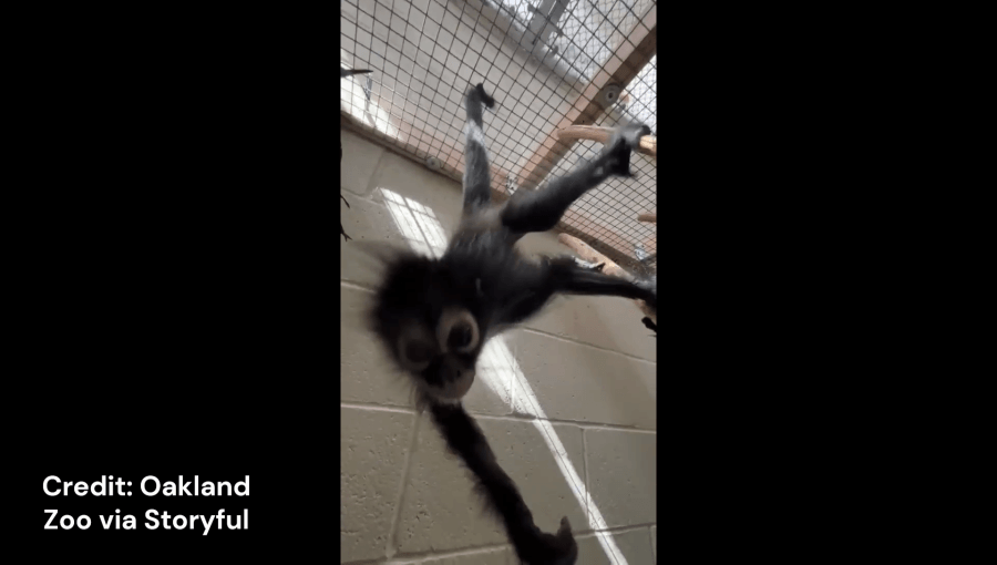 Watch: Spider monkey rescued during drug bust now thriving at the zoo
