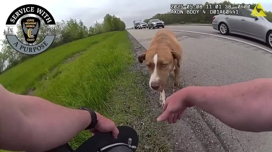 WATCH: State trooper rescues loose dog on I-77