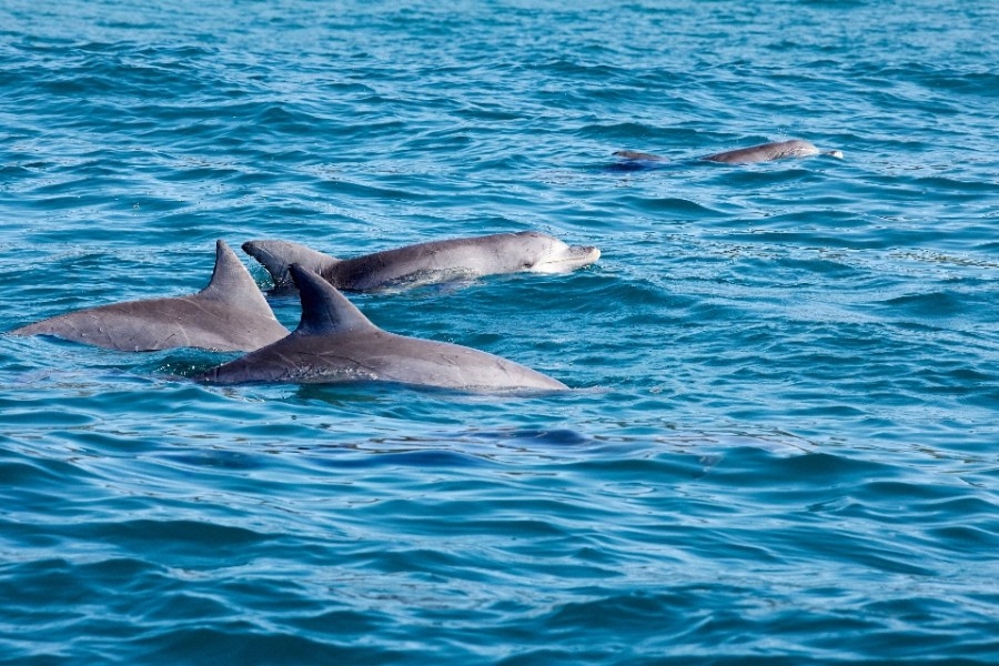 ‘Cruel and unnecessary deaths': Man sentenced for poisoning, shooting dolphins