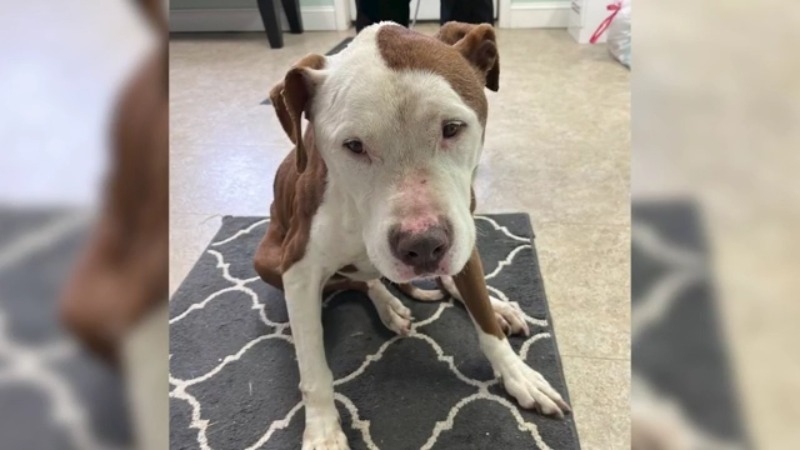 ‘Allowing us to give her love': Dog shot and killed in Medina