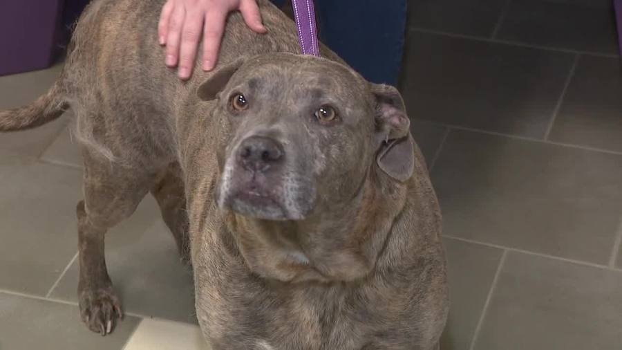 Pet owners stunned by sudden closure of microchip registry Save This Life