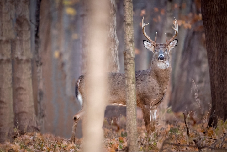 Why 2 man are banned from hunting in Ohio for 3 years