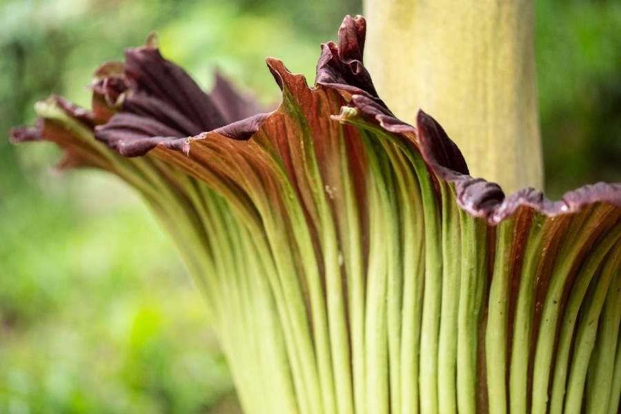 Smell that? Corpse flower blooms at Akron greenhouse