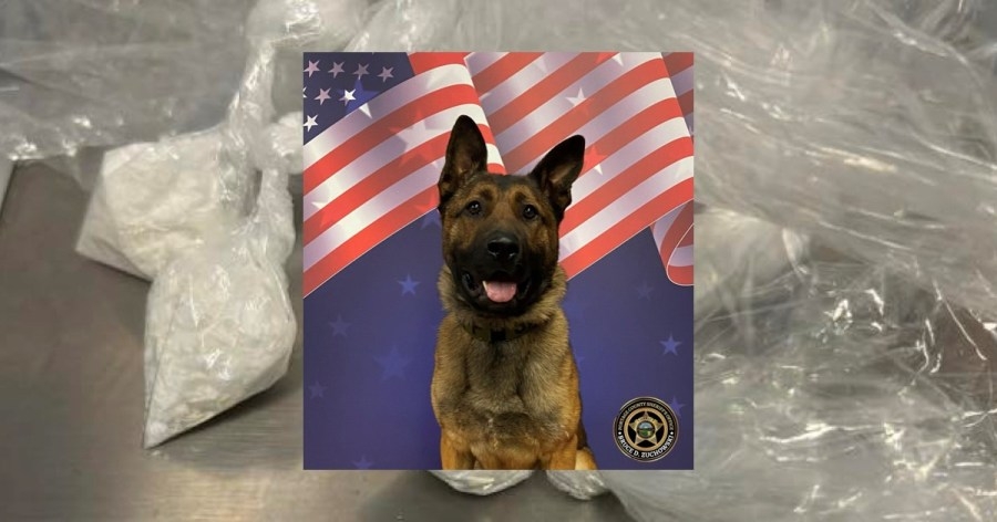 K-9 Hulk helps make major cocaine bust in Kent