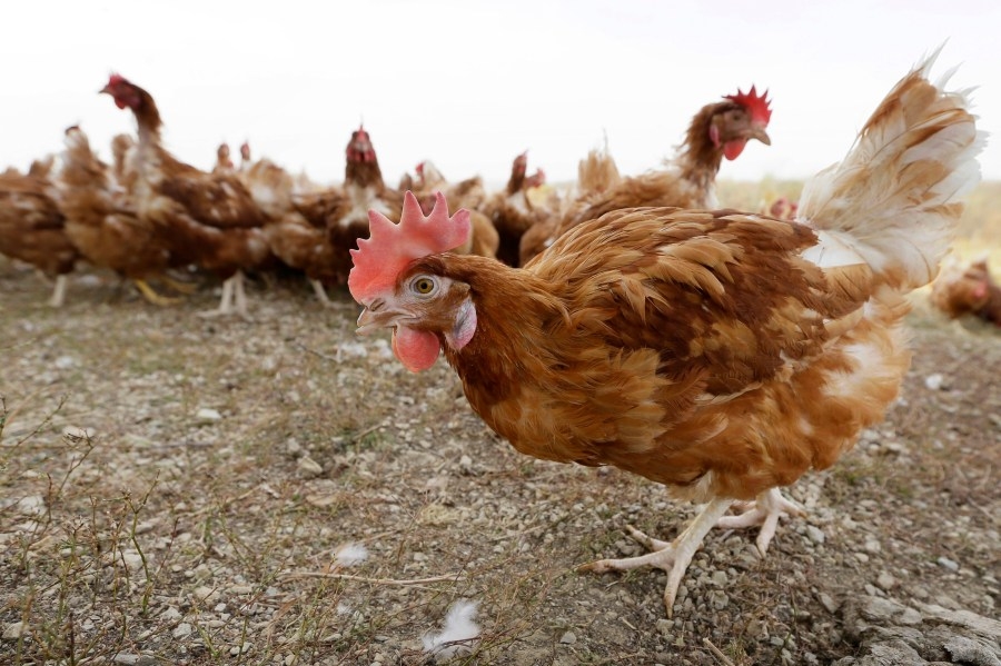 Nearly one-third of Ohio's egg-laying birds killed in bird flu outbreak