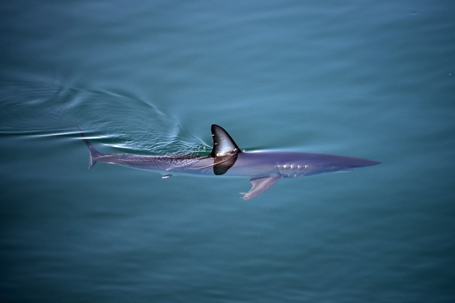 Australian fisherman missing after hooking shark, being pulled underwater