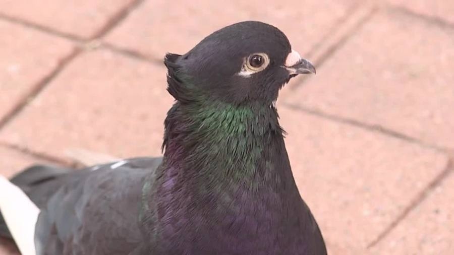 Mystery surrounds rare bird seen in Kent the past few weeks: ‘Not from Ohio'
