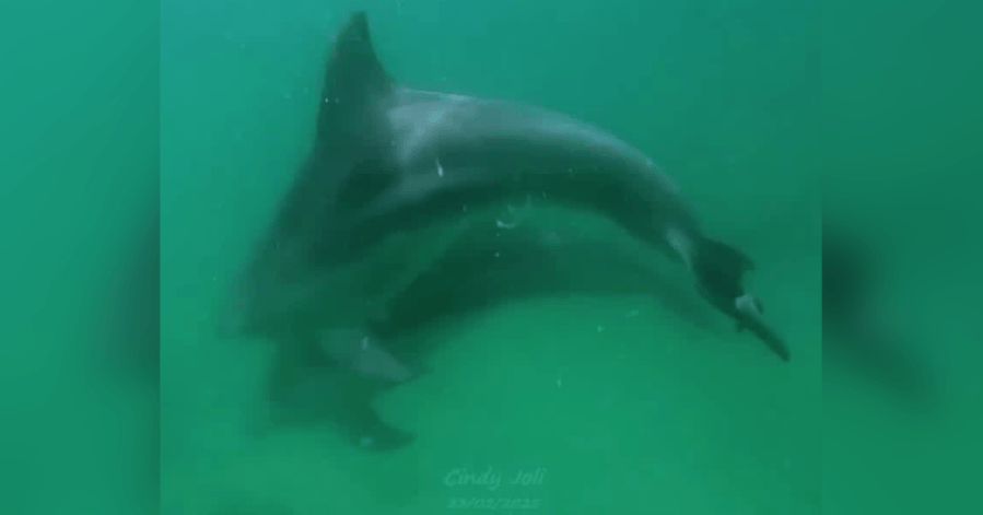 WATCH: Diver spots dolphin entangled by fishing line