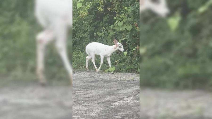 SEE IT: Unique deer making rounds in local community