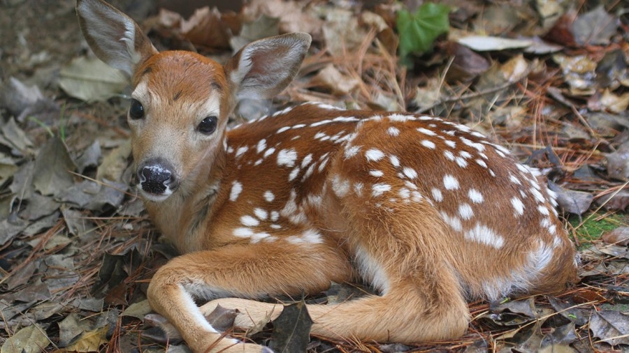 Ohio troopers rescue baby deer from side of busy highway