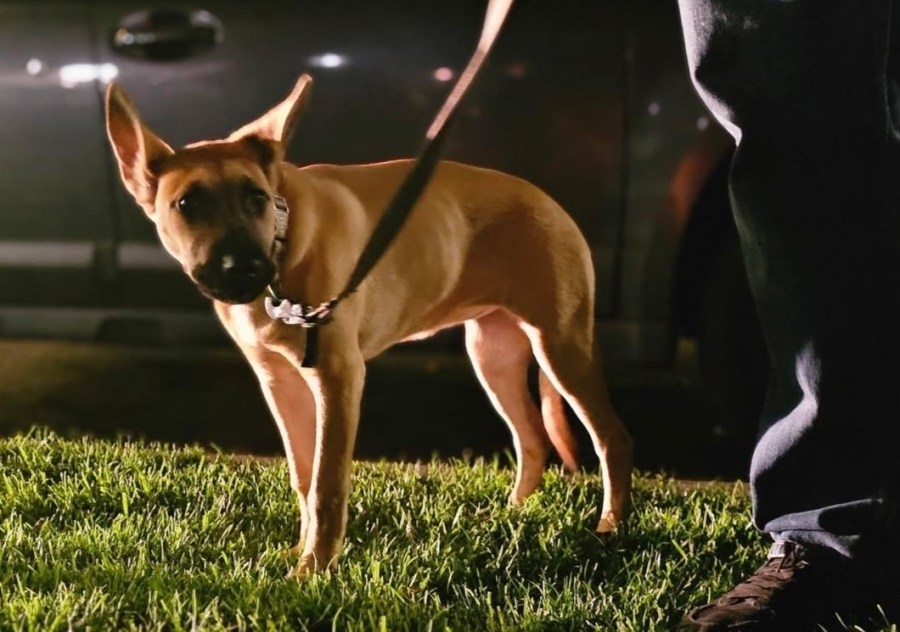 Long Beach man arrested after dog slammed to the ground in viral video: Police