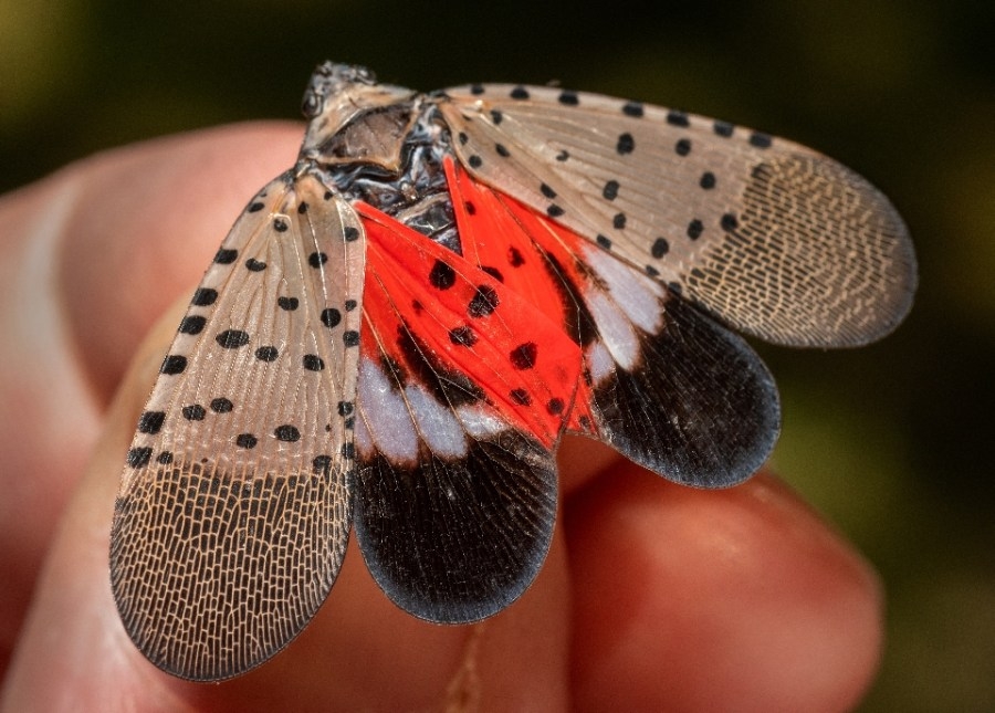 Dogs trained to detect this invasive species in Cleveland Metroparks
