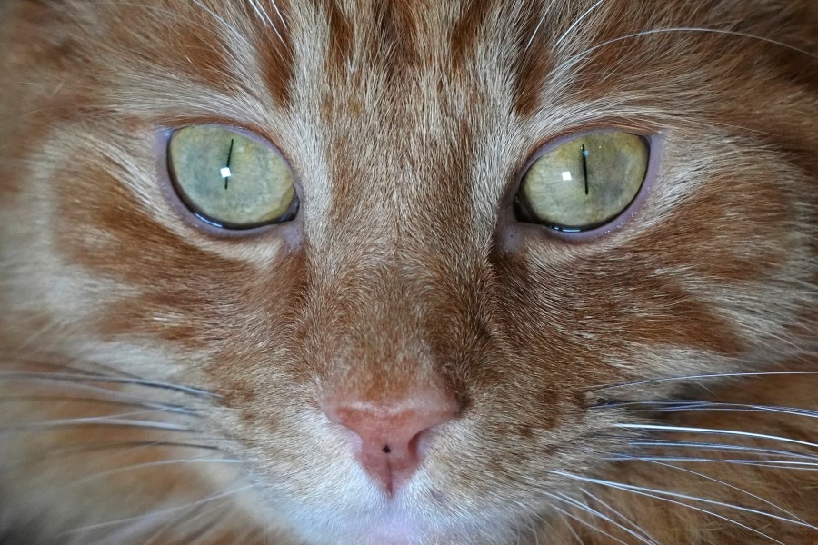 Warning: Cats at risk for bird flu, humans could be next