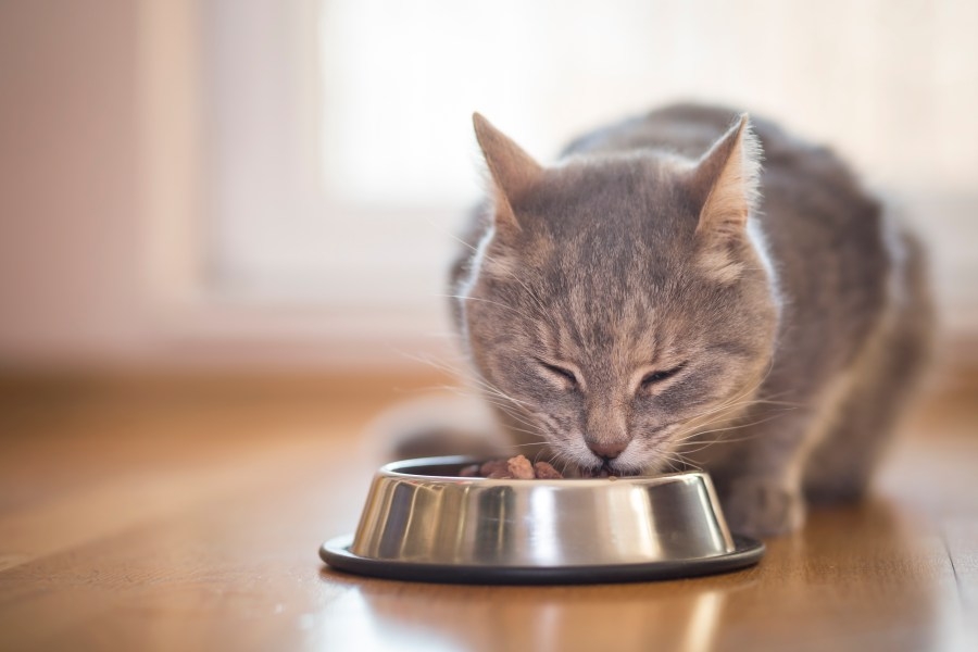 More cat food recalled due to ‘bird flu' risk