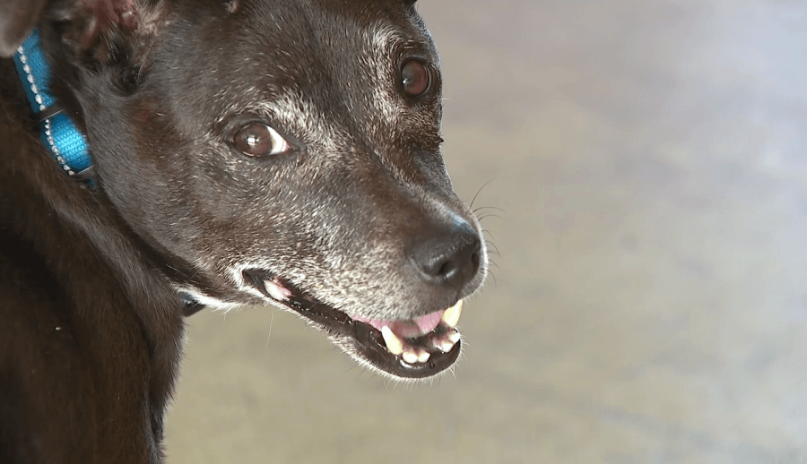 Neighbor performs CPR, saves local family's choking dog