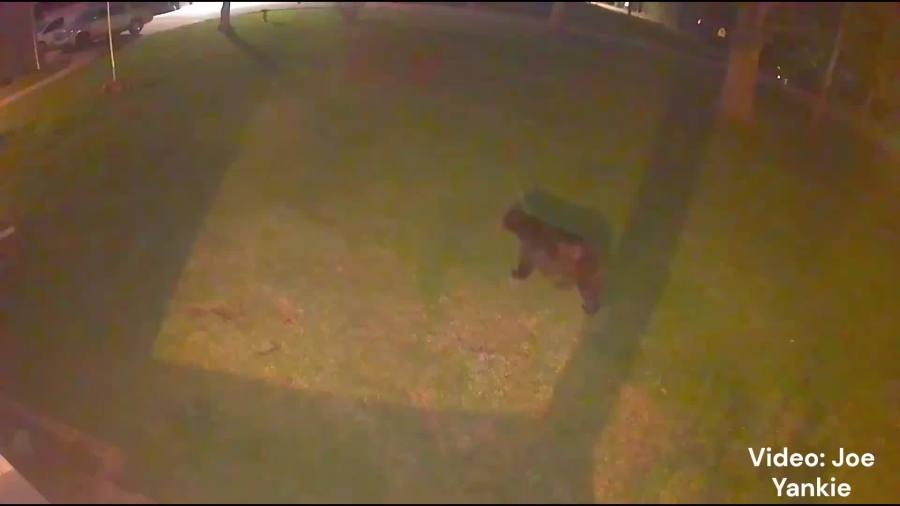 Large bear takes a stroll near school in Ashtabula