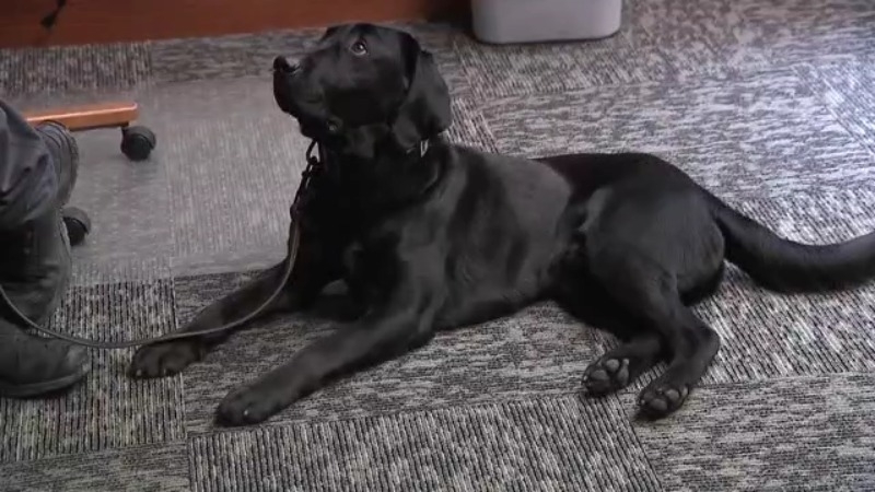 Local K-9 tracks down electronic devices to solve child sex crimes
