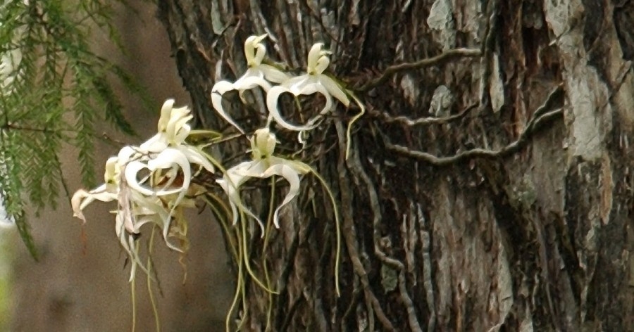 Poachers hunting rare ‘ghost' flowers, near extinction