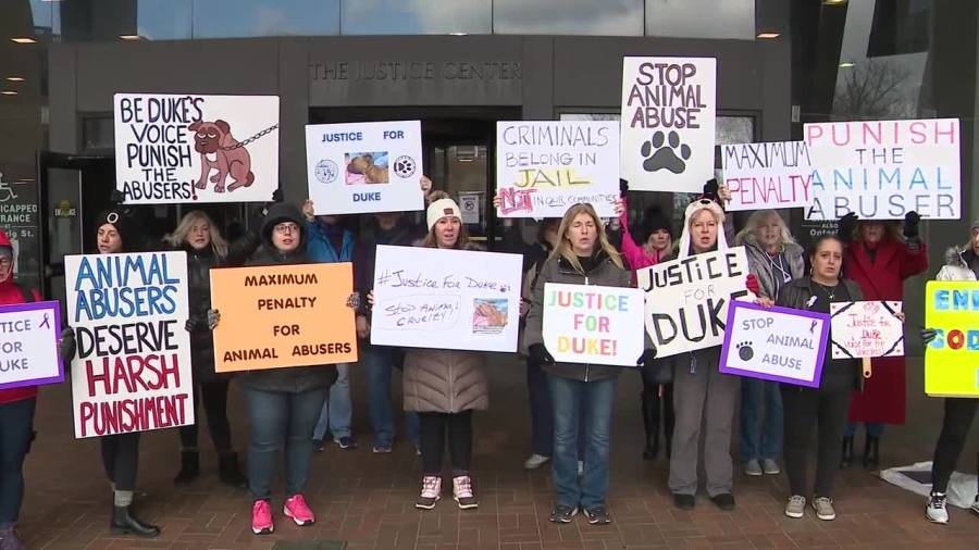 Couple enter guilty pleas in animal abuse case: I-Team