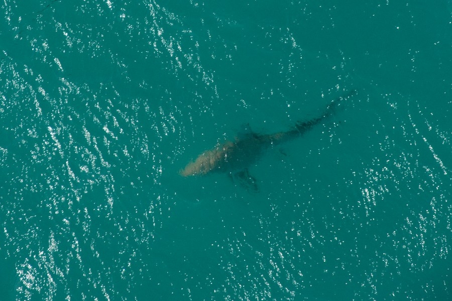 10-foot tiger shark reported off Carolina beach