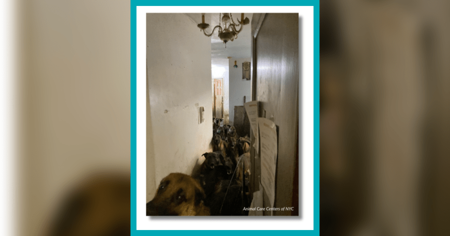 ‘Total confinement': Dozens of dogs found crammed into cabinets, cupboards in NYC apartment