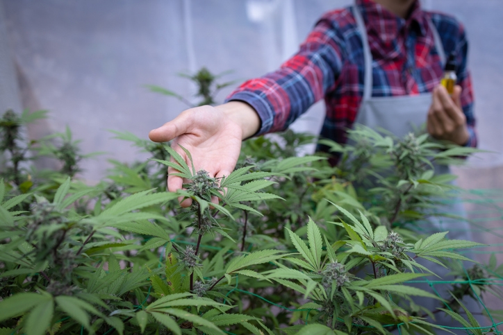 Hemp regulation in Ohio: How you would be impacted